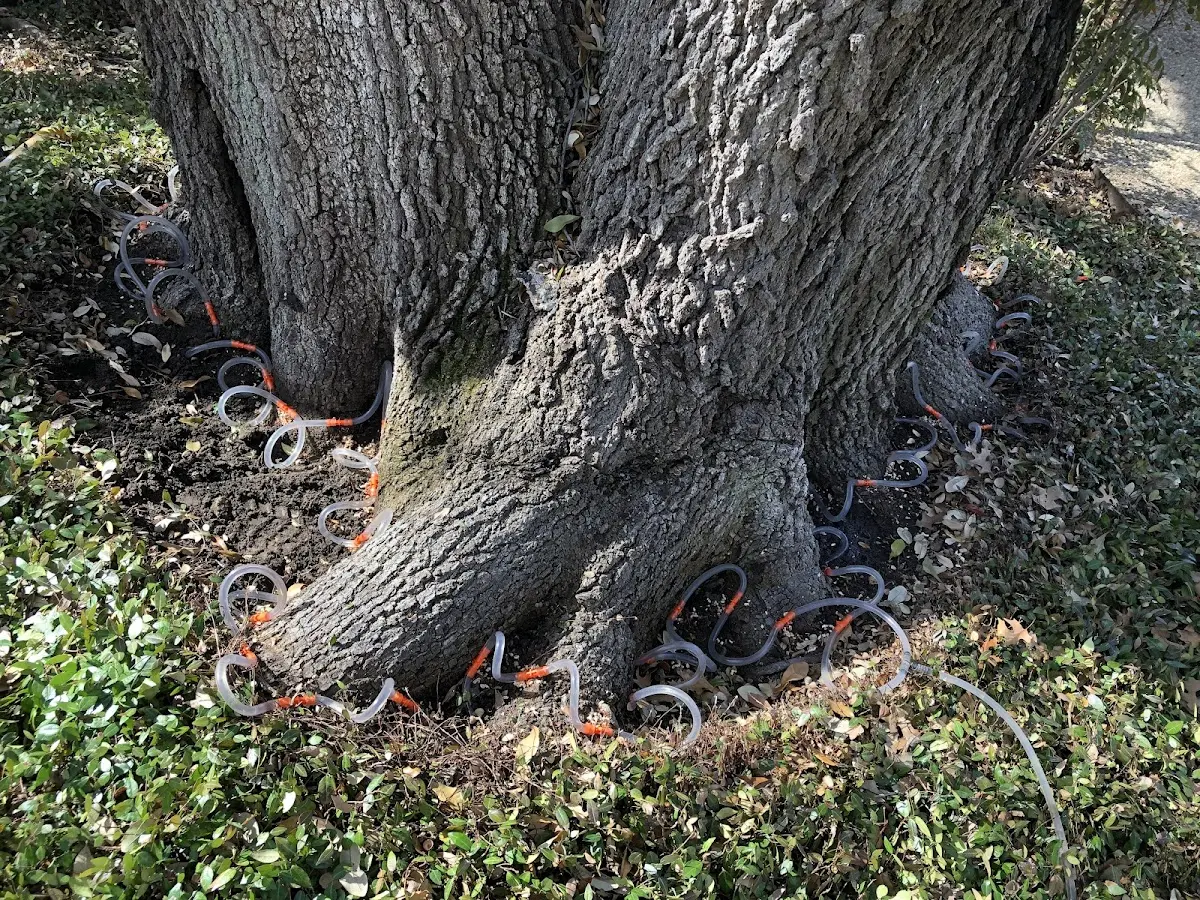 Detailed Tree Cabling and Bracing job site in Citra