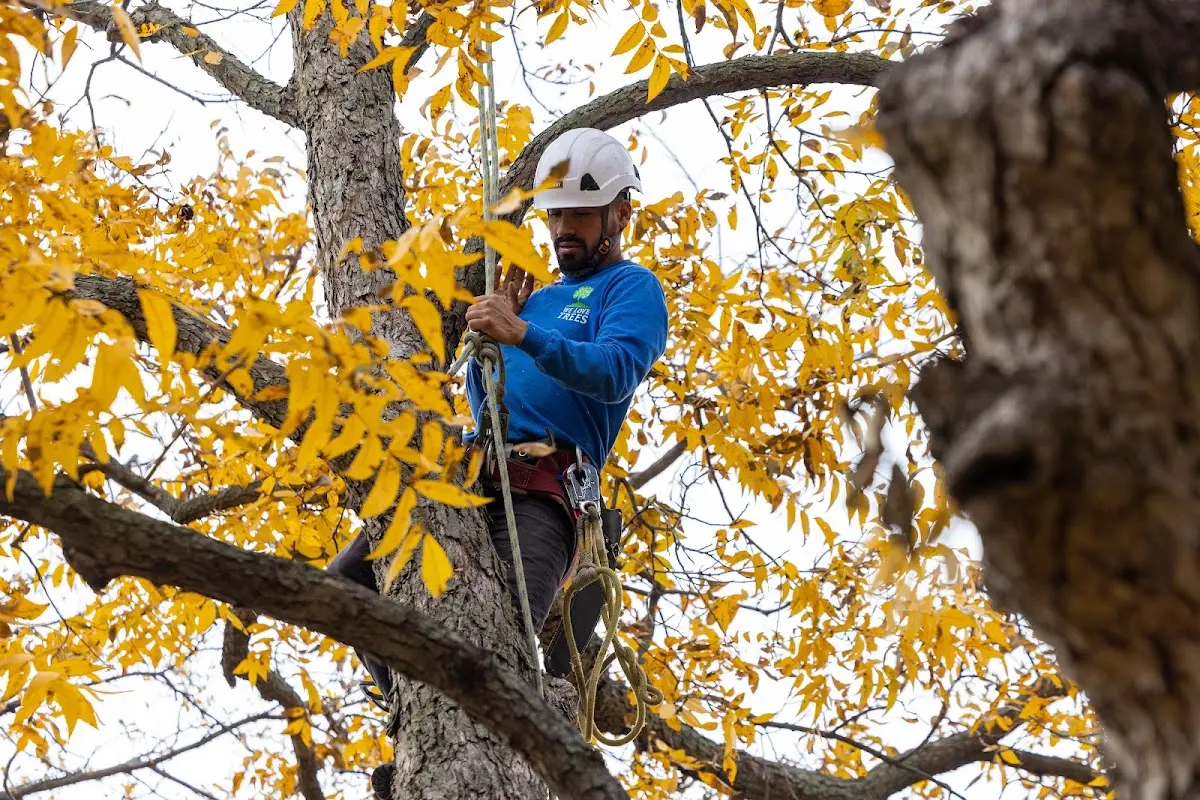 Skilled Tree Trimming crew working in Citra
