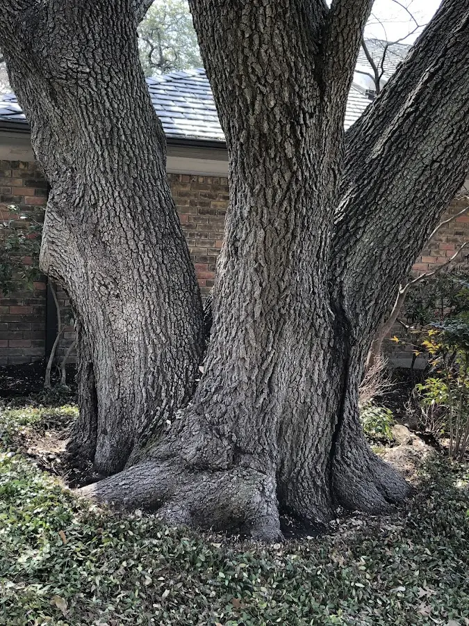 Mature heritage tree close to a Citra property cared for by certified arborists